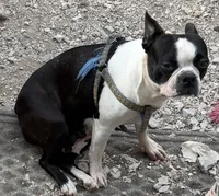 Magdalena , a female Boston Terrier for sale in Lake in the Hills, IL – 5 of 6
