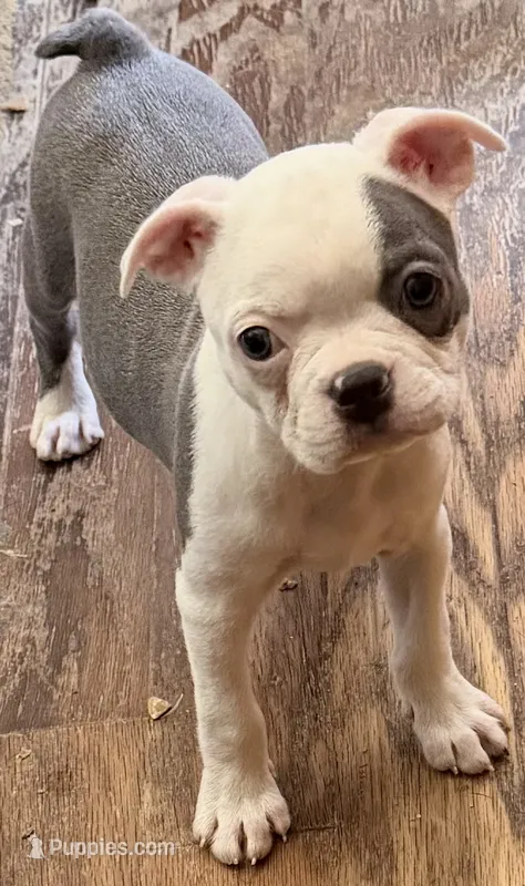 BlueBella – Boston Terrier puppy for sale in Lake in the Hills, IL