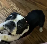Magdalena , a female Boston Terrier for sale in Lake in the Hills, IL – 4 of 6