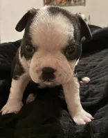 Luke , a male Boston Terrier for sale in Lake in the Hills, IL – 7 of 7