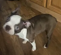 Buster Brown, a male Boston Terrier for sale in Lake in the Hills, IL – Photo 7 of 10