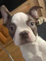 Buster Brown, a male Boston Terrier for sale in Lake in the Hills, IL – Photo 4 of 10