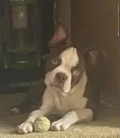 Buster Brown, a male Boston Terrier for sale in Lake in the Hills, IL – Photo 1 of 10
