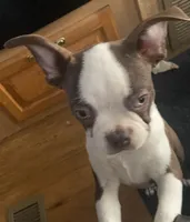 Buster Brown, a male Boston Terrier for sale in Lake in the Hills, IL – Photo 10 of 10
