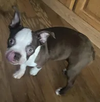 Buster Brown, a male Boston Terrier for sale in Lake in the Hills, IL – Photo 6 of 10