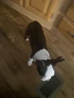 Buster Brown, a male Boston Terrier for sale in Lake in the Hills, IL – Photo 8 of 10