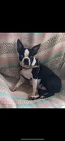 Buster Brown, a male Boston Terrier for sale in Lake in the Hills, IL – Photo 9 of 10