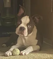 Buster Brown, a male Boston Terrier for sale in Lake in the Hills, IL – Photo 2 of 10