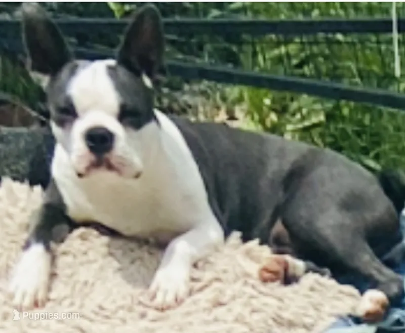 Sara is spayed – Boston Terrier puppy for sale in Lake in the Hills, IL