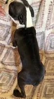 Maggie Mae, a female Boston Terrier for sale in Lake in the Hills, IL – 6 of 7