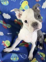 Henry, a male Boston Terrier for sale in Lake in the Hills, IL – 4 of 9