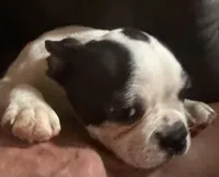 Luke , a male Boston Terrier for sale in Lake in the Hills, IL – 1 of 10
