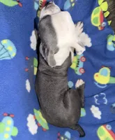 Henry, a male Boston Terrier for sale in Lake in the Hills, IL – 5 of 9