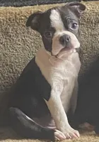 Little “Bro”, a male Boston Terrier for sale in Lake in the Hills, IL – Photo 4 of 10