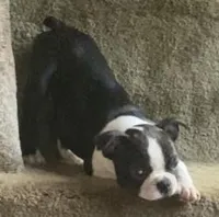 Little “Bro”, a male Boston Terrier for sale in Lake in the Hills, IL – Photo 5 of 10