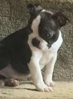 Little “Bro”, a male Boston Terrier for sale in Lake in the Hills, IL – Photo 8 of 10