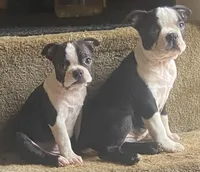 Little “Bro”, a male Boston Terrier for sale in Lake in the Hills, IL – Photo 9 of 10