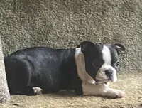 Little “Bro”, a male Boston Terrier for sale in Lake in the Hills, IL – Photo 6 of 10