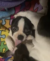 Little “Bro”, a male Boston Terrier for sale in Lake in the Hills, IL – Photo 10 of 10