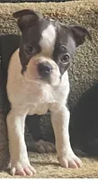 Little “Bro”, a male Boston Terrier for sale in Lake in the Hills, IL – Photo 7 of 10