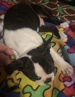 Little “Bro”, a male Boston Terrier for sale in Lake in the Hills, IL – Photo 2 of 10