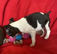 Sarah, a female Boston Terrier for sale in Lake in the Hills, IL – Photo 7 of 9