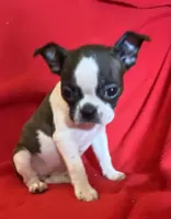 Sarah, a female Boston Terrier for sale in Lake in the Hills, IL – Photo 2 of 9