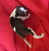 Sarah, a female Boston Terrier for sale in Lake in the Hills, IL – Photo 5 of 9