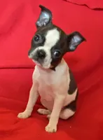 Sarah, a female Boston Terrier for sale in Lake in the Hills, IL – Photo 1 of 9