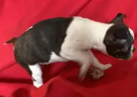 Sarah, a female Boston Terrier for sale in Lake in the Hills, IL – Photo 4 of 9