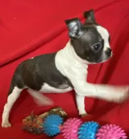 Sarah, a female Boston Terrier for sale in Lake in the Hills, IL – Photo 9 of 9