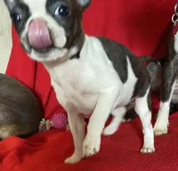 Sarah, a female Boston Terrier for sale in Lake in the Hills, IL – Photo 8 of 9
