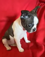 Sarah, a female Boston Terrier for sale in Lake in the Hills, IL – Photo 3 of 9
