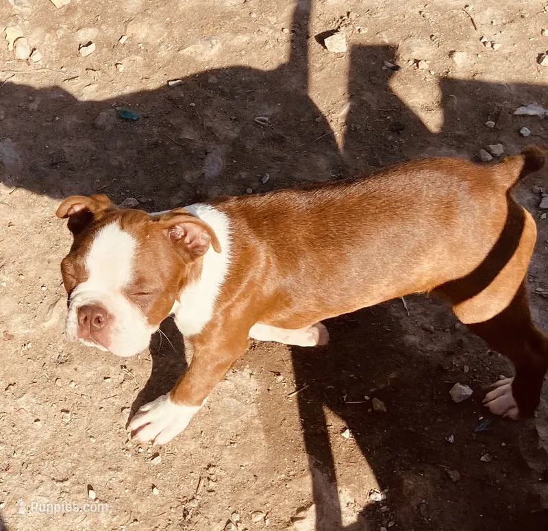 Markie – Boston Terrier puppy for sale in Lake in the Hills, IL