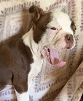 Reba, a female Boston Terrier for sale in Lake in the Hills, IL – 4 of 9