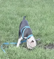 Henry, a male Boston Terrier for sale in Lake in the Hills, IL – 5 of 10