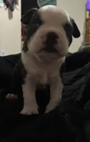 Luke , a male Boston Terrier for sale in Lake in the Hills, IL – 3 of 7