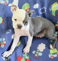 Henry, a male Boston Terrier for sale in Lake in the Hills, IL – 7 of 9