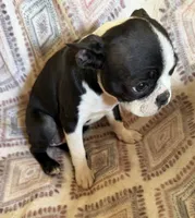 Maggie Mae, a female Boston Terrier for sale in Lake in the Hills, IL – 5 of 7