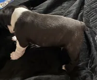 Mark, a male Boston Terrier for sale in Lake in the Hills, IL – 2 of 7