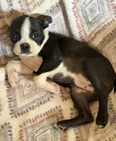 Maggie Mae, a female Boston Terrier for sale in Lake in the Hills, IL – 4 of 7