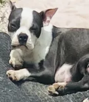 Lavern, a female Boston Terrier for sale in Lake in the Hills, IL – 2 of 3
