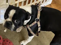 Sarah, a female Boston Terrier for sale in Lake in the Hills, IL – Photo 5 of 8