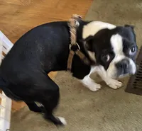 Sarah, a female Boston Terrier for sale in Lake in the Hills, IL – Photo 7 of 8