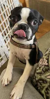 Sarah, a female Boston Terrier for sale in Lake in the Hills, IL – Photo 4 of 8