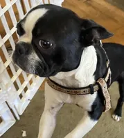 Sarah, a female Boston Terrier for sale in Lake in the Hills, IL – Photo 1 of 8