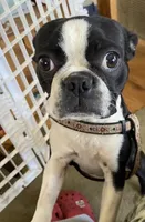 Sarah, a female Boston Terrier for sale in Lake in the Hills, IL – Photo 3 of 8