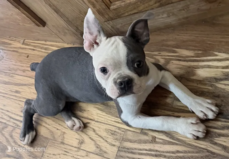 Henry – Boston Terrier puppy for sale in Lake in the Hills, IL