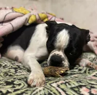 Magdalena , a female Boston Terrier for sale in Lake in the Hills, IL – 2 of 6
