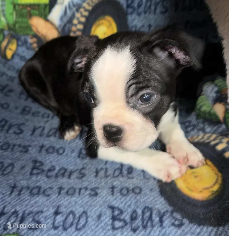 Luke  – Boston Terrier puppy for sale in Lake in the Hills, IL